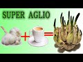 AGLIO SUPER unisci caffè ad uno spicchio di aglio ed il risultato ti sorprender