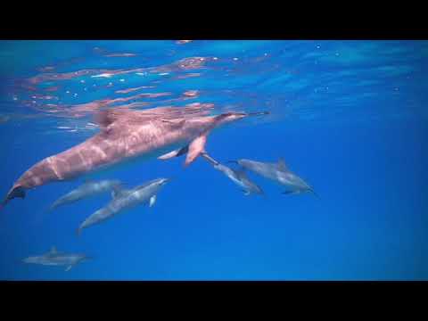 Hawaiian Spinner Dolphins (Oahu)