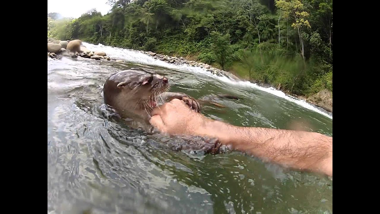 Also swimming in the current river - YouTube