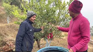 खतक सटरस लग चहन परङगरक झल-मल क बर म सकनहस