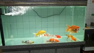缸養錦鯉 koi fish tank