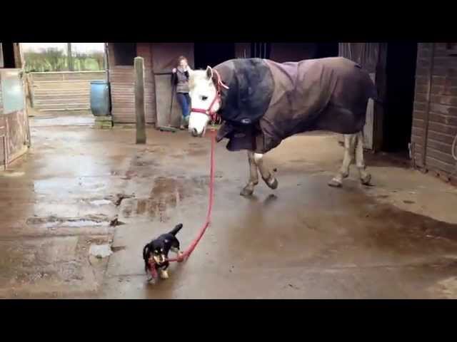 Dachshund Takes Horse For A Walk - Video