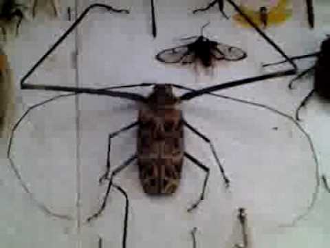 Video About Cucarachas Gigantes Encyclopediacom