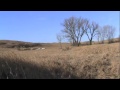 "Amateur Hour" North Dakota Coyote Hunting Spring 2012