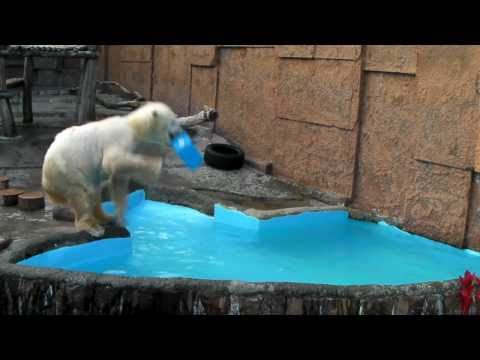 ホッキョクグマ　ピリカのポリタン遊び　PolarBear　円山動物園