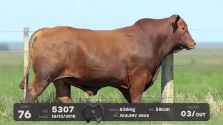 LOTE 76 - TOUROS BRANGUS - LEILÃO SÃO BIBIANO 2021
