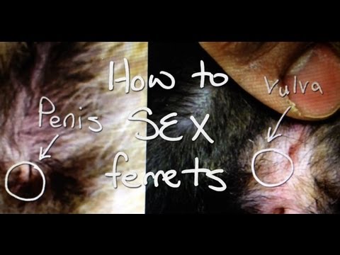 Determining the sex of a chicken