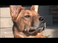 German Shepherd/Chow Chow filmed in High Definition