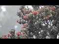i'iwi bird in Ohia tree up Haleakala, by wyatt Hall