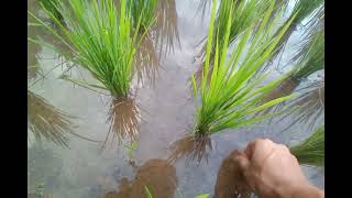 Judulnya Mancing Belut Keren Gokil