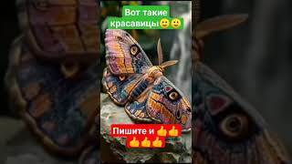 Красавицы На Природе🙂😊👍 #Бабочки #Красавицы #Природа #Зелень #Красота #Чудо #Интерес #Необычно #Диво