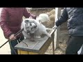 Fur Trim