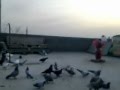 DİYARBAKIR-ERGANİ HAVA KUŞU GÜVERCİN...!!!