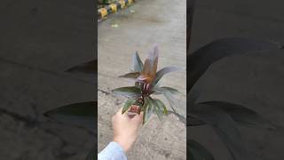 How To Grow Cordyline Fruticosa From Cutting