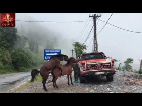 GIAO PHỐI BẢO TỒN GIỐNG NGỰA QUÝ BẮC HÀ (BAC HA RARE HORSES MATING)