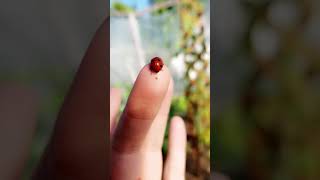 Lady Bug Poop