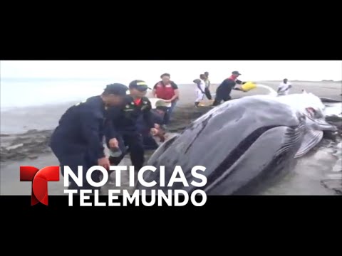 Ballena de 15 metros muere tras encallar en playa colombiana | Noticias | Noticias Telemundo
