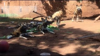 African Wild Dog puppies celebrate first birthday at Honolulu Zoo