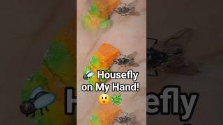 Housefly Stayed 15 Seconds On My Hand Sweet Moment