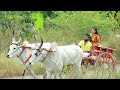 Iniyente daivame full song | Lyrical Video |Anusree Productions | Sajeesh Nisari |