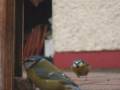 Irish garden birds