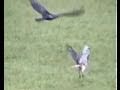 HAWK VS. BUZZARD STANDOFF-WILD RED-TAILED HAWK CONTENDS Video