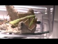 PRAYING MANTIS vs. CRICKET ARMY (MACRO 1080p HD) - WARNING: Insect Carnage!!!