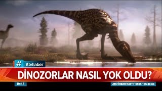 Dinozorlar nasıl yok oldu? - Atv Haber 12 Eylül 2019