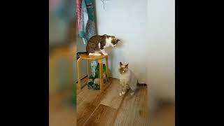 Кошка Нападает #Funnycats #Funnypets #Смешныеживотные #Смешныекошки #Catattack