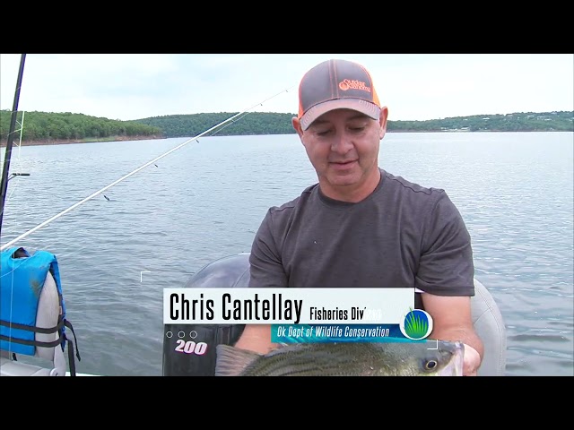 Watch How they make Hybrid Striped Bass on YouTube.