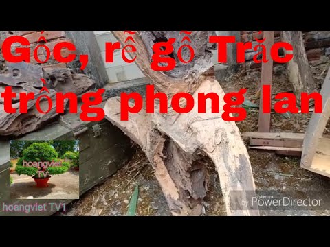 Tìm gốc Gỗ Trắc để ghép Lan Rừng Giá Rẻ