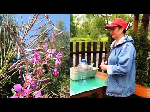 Как посадить иван чаи Как посадить иван чаи
