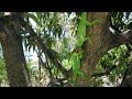 Two Huge "Knight Anole" Lizards Fight Violently!