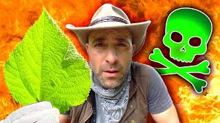 Stung By The Gympie Gympie! (World's Most Painful Plant Sting)
