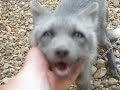 Baby Fox - 3 months
