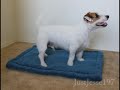 Aerobics with Jesse the Jack Russell Terrier