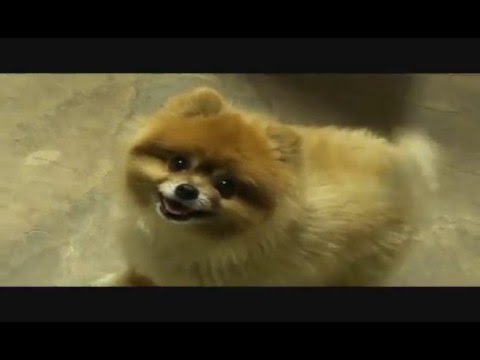 pomeranian attack pomeranian attack southwest rod and custom shop pomeranian attack pomeranian attack southwest rod and custom shop