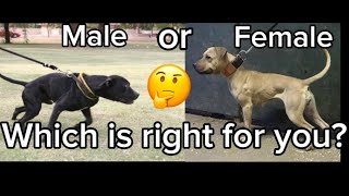 Choosing The Perfect Pit Bull Male Vs. Female For First-Time Owners