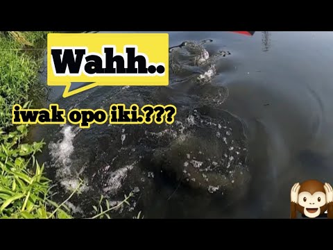 KETAPEL IKAN BESAR BANGET BIKIN KAGET || SLINGSHOT FISHING