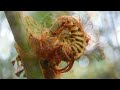 New Hapu'u in Hawaii - The Window Intro - HD audio and video