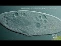 The World Under A Microscope