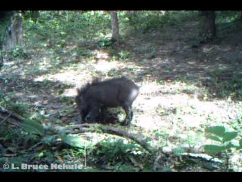 A mature wild boar caught by Bushnell Trophy Cam in Huai Kha Khaeng Wildlife ... A mature wild boar caught by Bushnell Trophy Cam in Huai Kha Khaeng Wildlife ...
