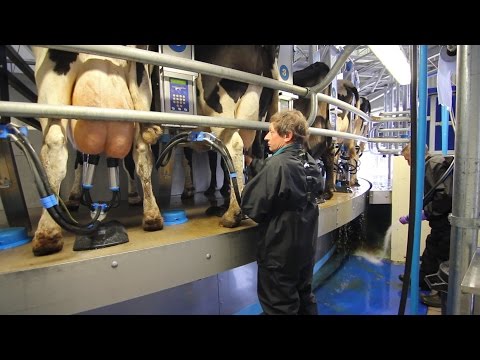 Stainless Steel Rotary Milking Parlour - ENGLAND