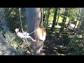 Alfred Nicholas Gardens Tree Removal