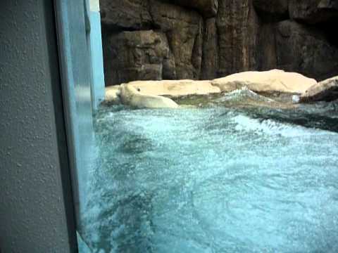飛び込むシロクマのロッシー♪（日本平動物園）