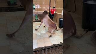 Dangerous Big Cow Video