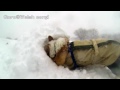 Goro digs snow and makes an igloo. / 雪を掘ってカマクラを作るコーギー 20140208 Goro@Welsh corgi 大雪