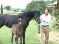 Frank Boetto e il cavallo arabo (2°p.) -