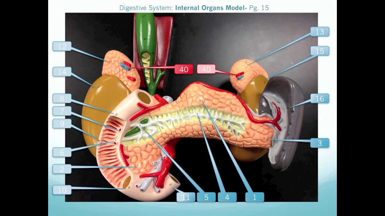 Internal Organs Model Walkthrough - YouTube