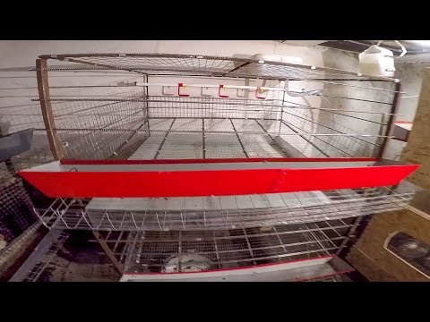 Под ногтем трескается кожа что это Под ногтем трескается кожа что это
